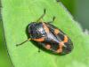 Cercopis intermedia